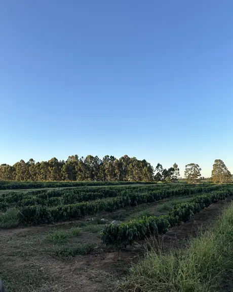 Fazenda Água da Mata